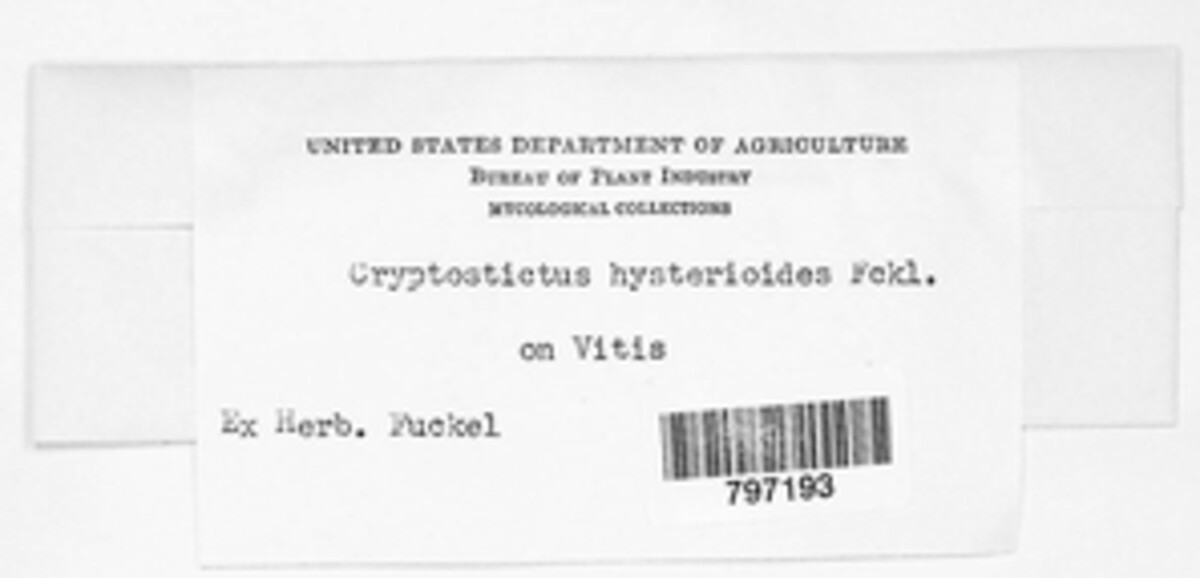 Cryptostictis hysterioides image